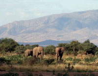 Słonie w Lake Manyara National Park