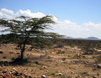 Jednak Masai Mara