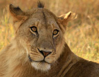 Masai Mara